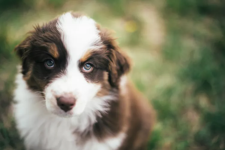 The 18 All-American Dog Breeds That Will Captivate Your Heart