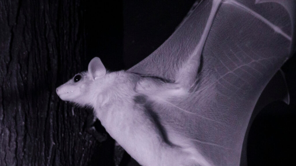 Spend an Hour in the Dark With Bats, Cats and Naked Mole Rats