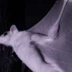 Spend an Hour in the Dark With Bats, Cats and Naked Mole Rats