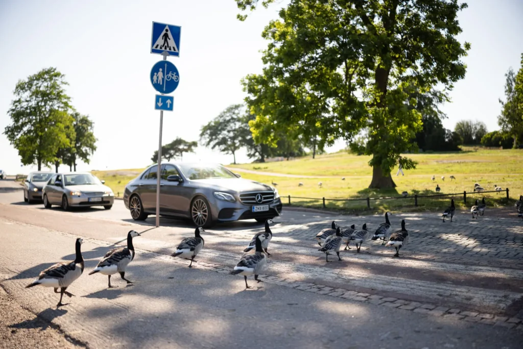 Finland’s Short, Precious Summers Are Plagued by Goose Poop