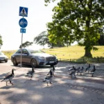 Finland’s Short, Precious Summers Are Plagued by Goose Poop
