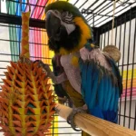 Bird lovers flock to adopt parrot who is ‘rated R, parental advisory required’