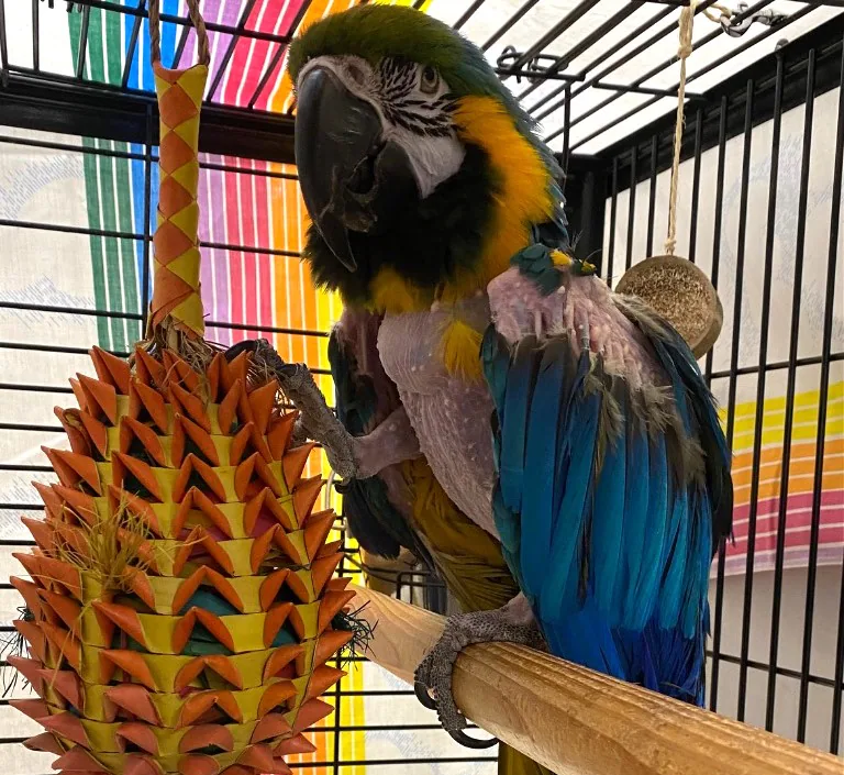 Bird lovers flock to adopt parrot who is ‘rated R, parental advisory required’